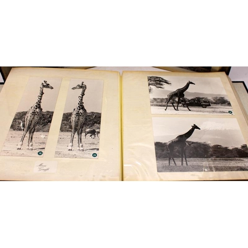 99 - Two albums of vintage photographs: From  the late 1970's and taken whilst on an African safari. Thes... 