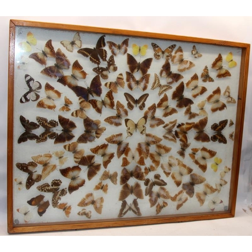 325 - Huge vintage butterfly taxidermy framed wall hanging with hinged access to contents. O/all 76cms x 6... 