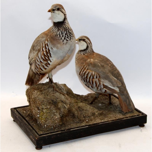 284 - Vintage Taxidermy: A pair of mounted Red Legged Partridges, base 37cms across