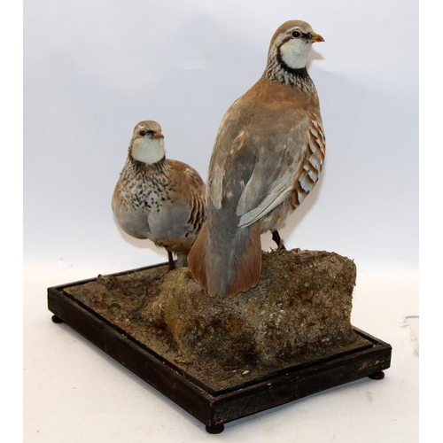 284 - Vintage Taxidermy: A pair of mounted Red Legged Partridges, base 37cms across