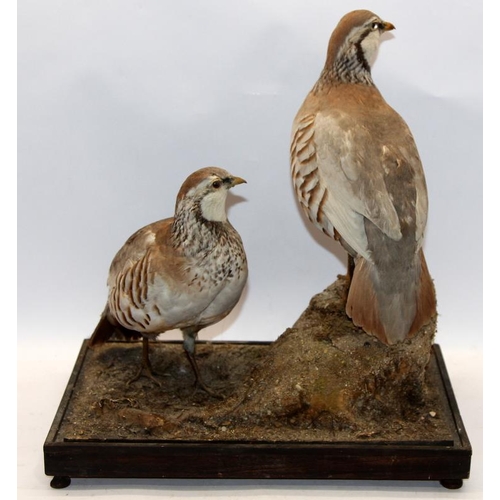 284 - Vintage Taxidermy: A pair of mounted Red Legged Partridges, base 37cms across