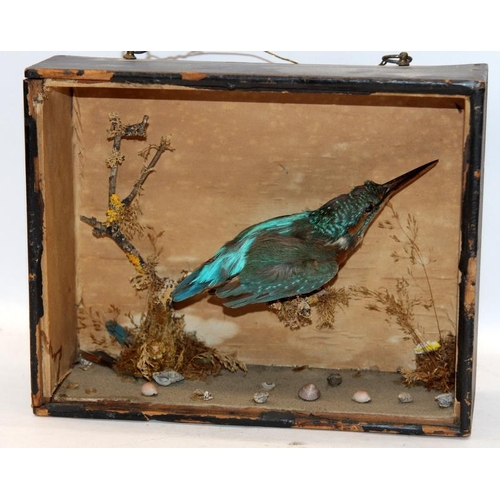 11 - Vintage kingfisher taxidermy. Case size 25cms x 20cms, glass front missing