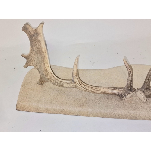 178 - A mounted pair of Taxidermy deer's antler coat hooks 74cm wide.