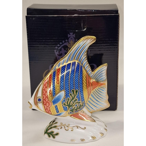 291 - Royal crown Derby limited edition 746/2500 Pacific Angel Fish paperweight. Gold stopper c/w box and ... 