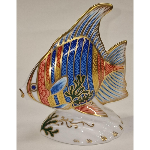 291 - Royal crown Derby limited edition 746/2500 Pacific Angel Fish paperweight. Gold stopper c/w box and ... 