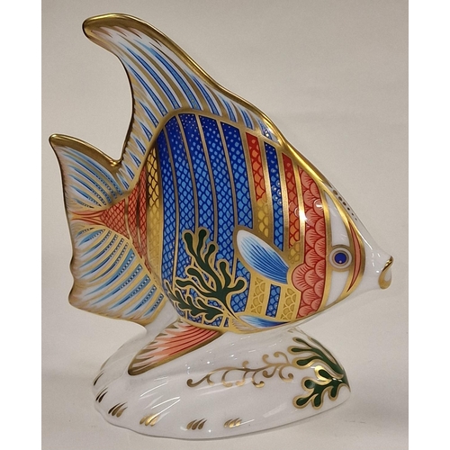 291 - Royal crown Derby limited edition 746/2500 Pacific Angel Fish paperweight. Gold stopper c/w box and ... 