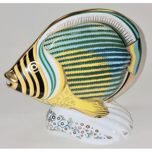 299 - Royal Crown Derby exclusive limited edition 0185/2500 Pinstripe Fish paperweight. Gold stopper. Sign... 