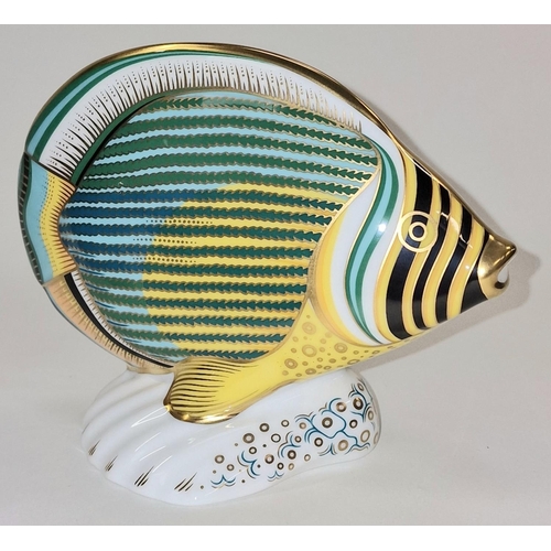 299 - Royal Crown Derby exclusive limited edition 0185/2500 Pinstripe Fish paperweight. Gold stopper. Sign... 