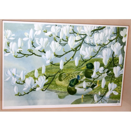 210 - C F Tunnicliffe (1901-1979) signed print - Mallards and Magnolia. Gallery stamp and signed in pencil... 