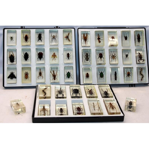 A large collection of bugs encapsulated in resin blocks. 47 in total