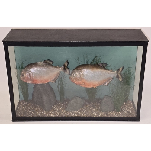 24 - A taxidermy display featuring two red-bellied piranhas in glazed case 27x41x12cm.