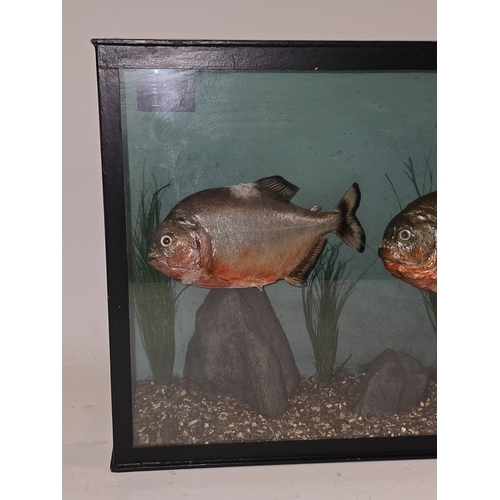 24 - A taxidermy display featuring two red-bellied piranhas in glazed case 27x41x12cm.