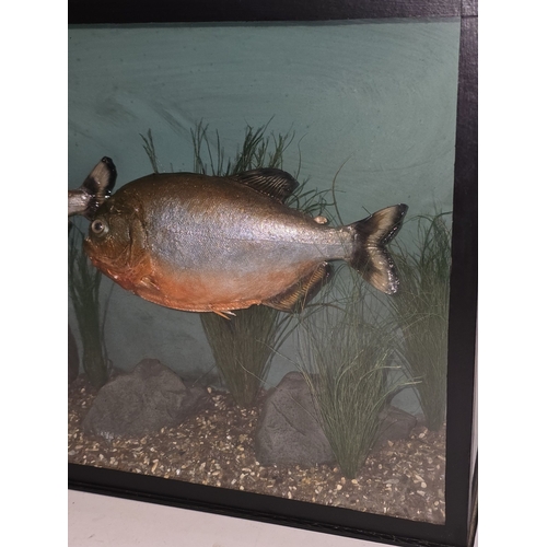 24 - A taxidermy display featuring two red-bellied piranhas in glazed case 27x41x12cm.