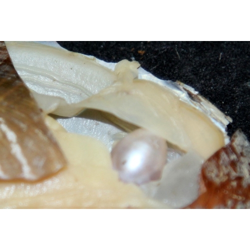 Large quantity of vacuum packed genuine mussel shells guaranteed to ...