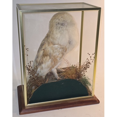 1 - A cased Taxidermy study of a white barn owl. Rear glass pane missing 39x33x21cm.