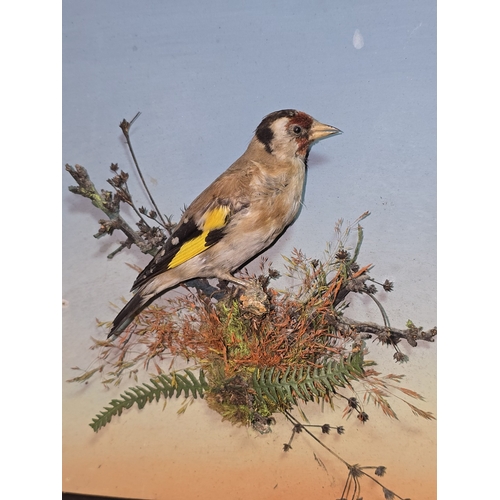 33 - A pair of Taxidermy studies of goldfinches both attached to frames. Each frame measures 26x31cm.