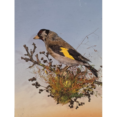 33 - A pair of Taxidermy studies of goldfinches both attached to frames. Each frame measures 26x31cm.