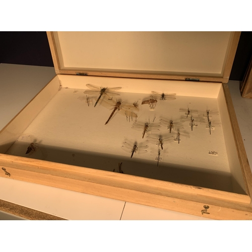 182 - COLLECTION OF DRAGONFLIES