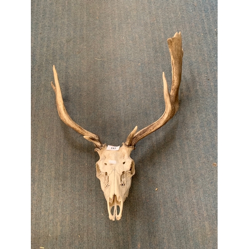 147 - SKULL & ANTLERS