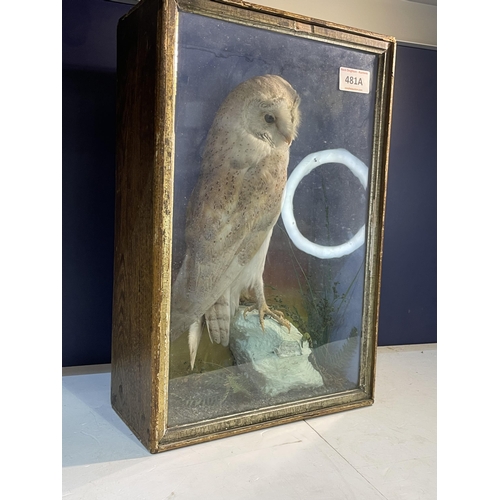 481A - TAXIDERMY BARN OWL IN THE MANOR OF HUTCHINS OF ABERYSTWYTH