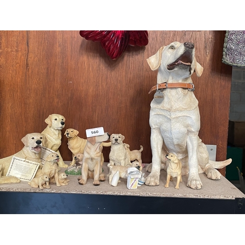 560 - COLLECTION OF LABRADORS