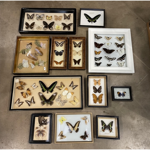 591 - LARGE COLLECTION OF BUTTERFLIES