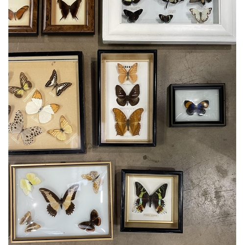 591 - LARGE COLLECTION OF BUTTERFLIES