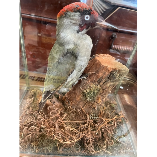 247 - TAXIDERMY WOODPECKER