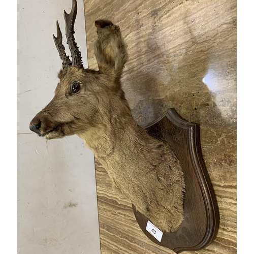 43 - TAXIDERMY MUNTJAC