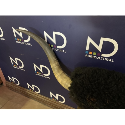 672 - LARGE BULL HORNS APPROX 2M WIDE