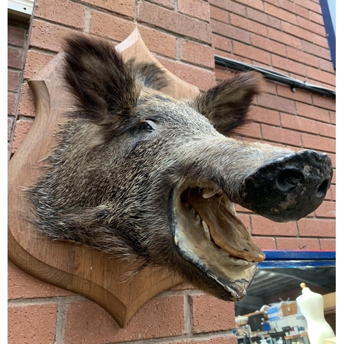 162 - TAXIDERMY WILD BOAR MASK