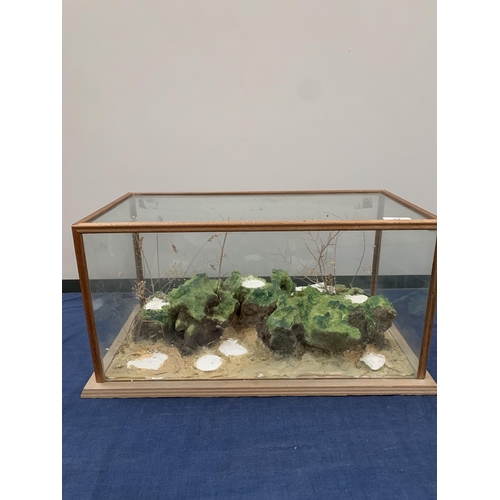 51 - TAXIDERMY DISPLAY CASE