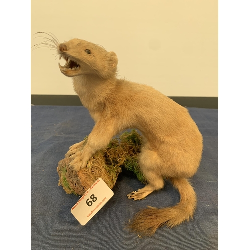 68 - TAXIDERMY STOAT