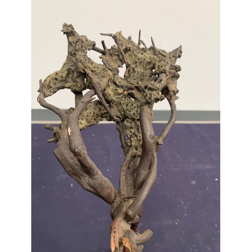 33 - BONSAI TREE