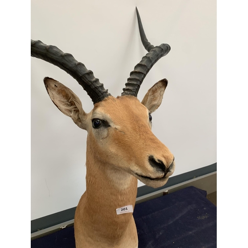 201 - TAXIDERMY IMPALA HEAD