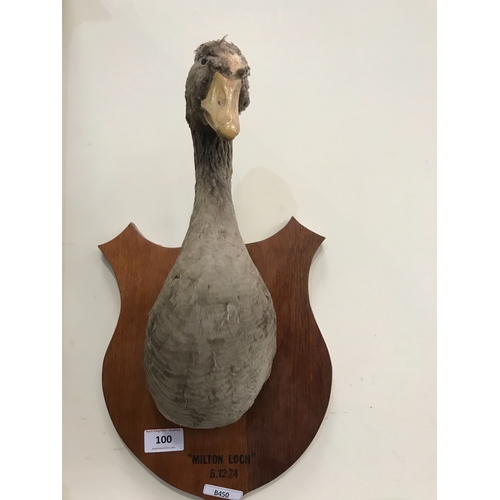 100 - TAXIDERMY GOOSE