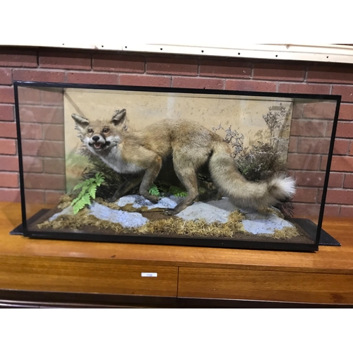 134 - TAXIDERMY CASED FOX