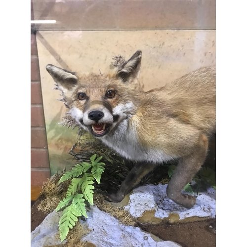 134 - TAXIDERMY CASED FOX