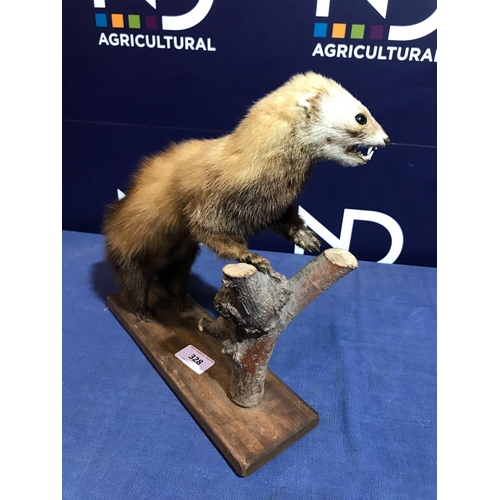 328 - TAXIDERMY FERRET