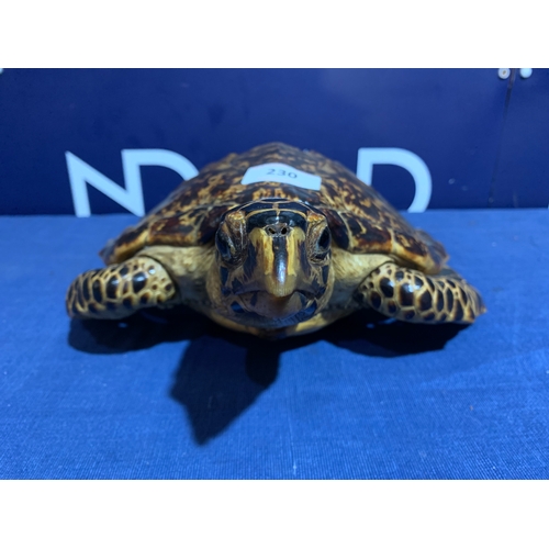 230 - PRE 1946 TAXIDERMY SEA TURTLE