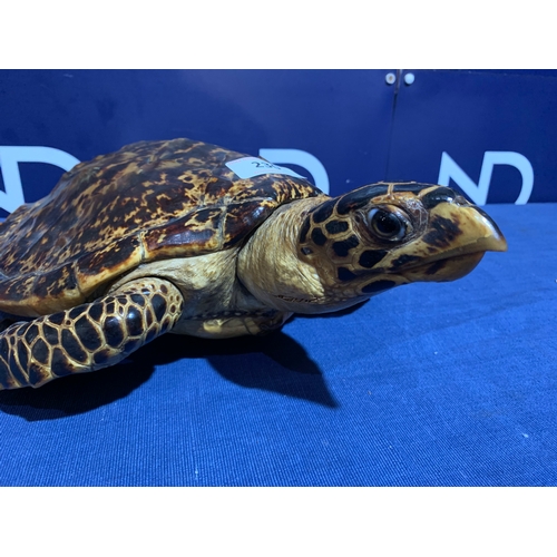 230 - PRE 1946 TAXIDERMY SEA TURTLE