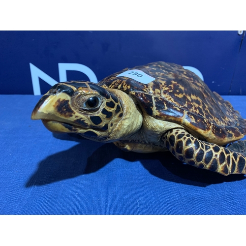 230 - PRE 1946 TAXIDERMY SEA TURTLE