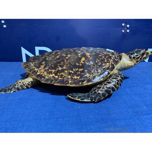 230 - PRE 1946 TAXIDERMY SEA TURTLE