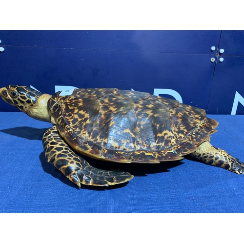 230 - PRE 1946 TAXIDERMY SEA TURTLE