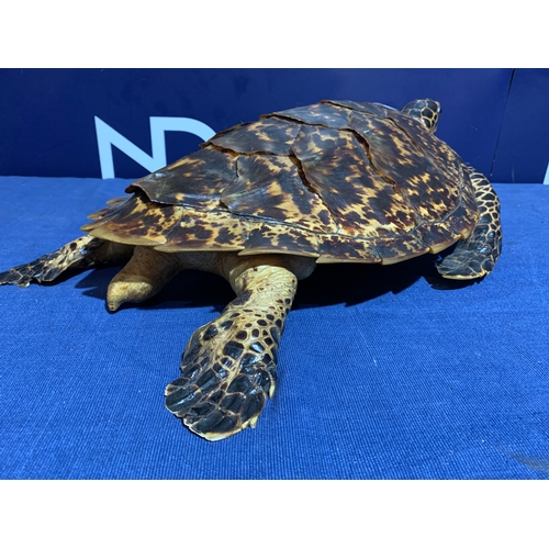 230 - PRE 1946 TAXIDERMY SEA TURTLE