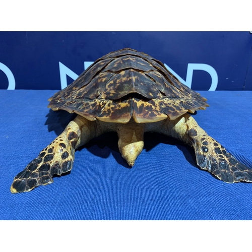 230 - PRE 1946 TAXIDERMY SEA TURTLE