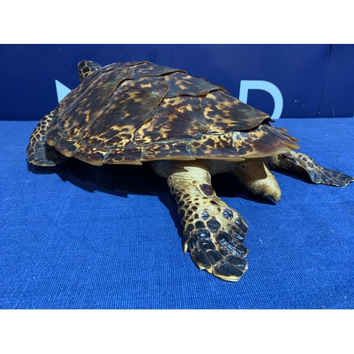 230 - PRE 1946 TAXIDERMY SEA TURTLE