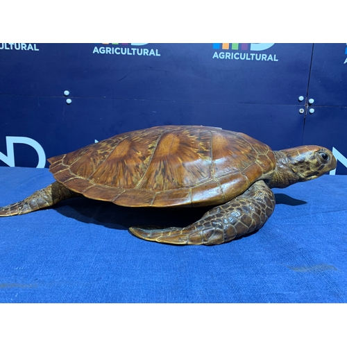 235 - PRE 1946 TAXIDERMY SEA TURTLE