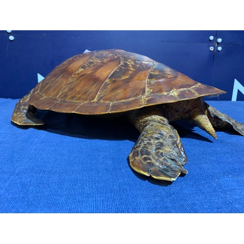 235 - PRE 1946 TAXIDERMY SEA TURTLE