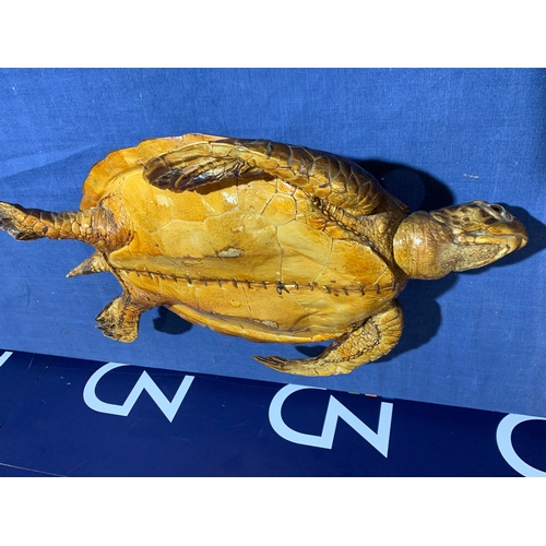 235 - PRE 1946 TAXIDERMY SEA TURTLE